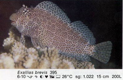 Exallias brevis